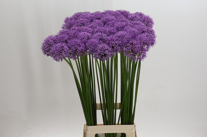 <h4>Allium Gladiator</h4>