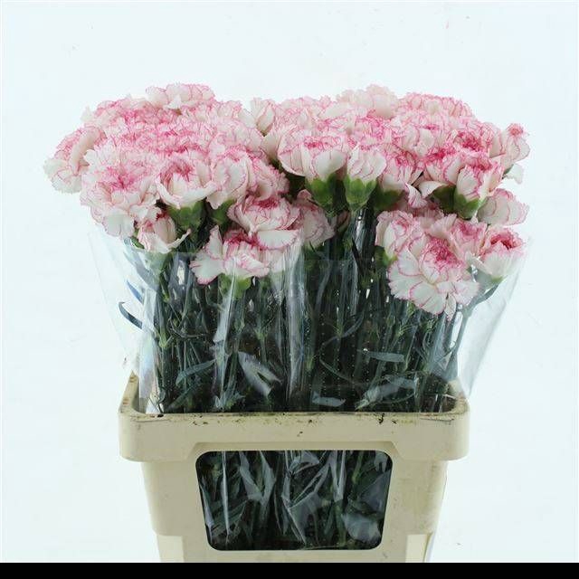<h4>DI ST MUDAH ROSA</h4>