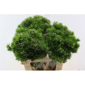 Di Barb Breanthus Roi Bicolor Red White