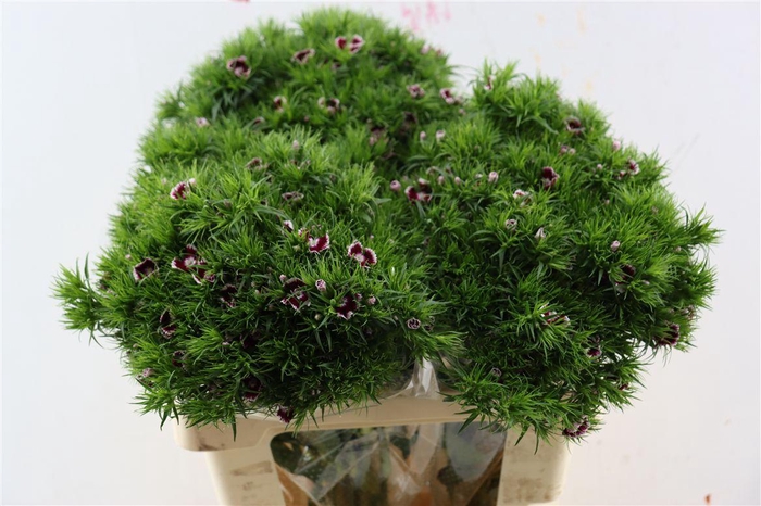 <h4>Di Barb Breanthus Roi Bicolor Red White</h4>