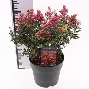 Pieris jap. 'Polar Passion'