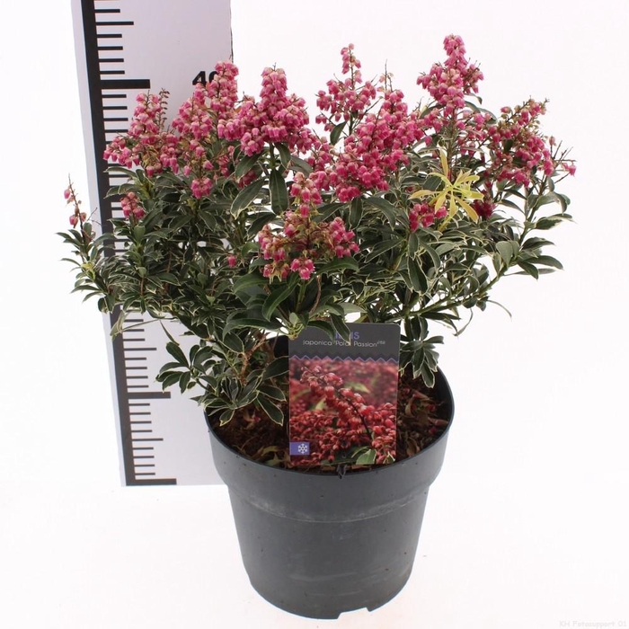<h4>Pieris jap. 'Polar Passion'</h4>