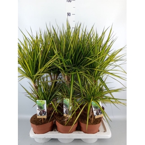 Dracaena marg. 'Sunray'
