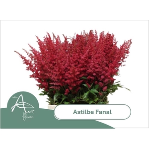 ASTIL AR FANAL