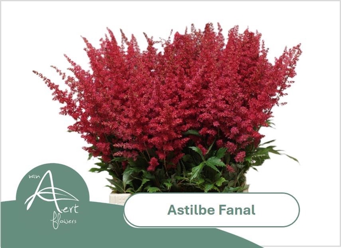 <h4>ASTIL AR FANAL</h4>