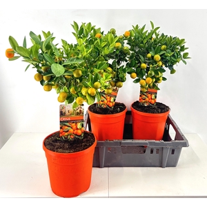 CITR MICROCARPA