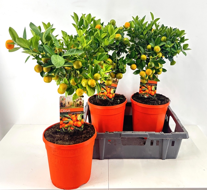 <h4>CITR MICROCARPA</h4>