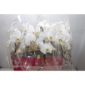 PHALAENOPSIS CASCATA P15 BRANCO MIN 8 FLS