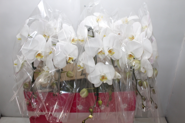 <h4>PHALAENOPSIS CASCATA P15 BRANCO MIN 8 FLS</h4>