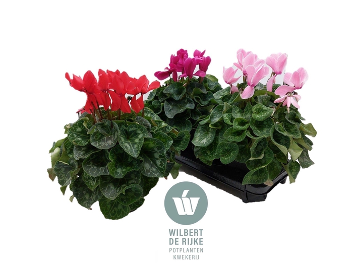 <h4>CYCL GR SUP MAMMOTH</h4>