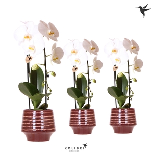 Kolibri Orchids Phalaenopsis Cascade Niagara Fall white 1 spike in Moonstone pot red