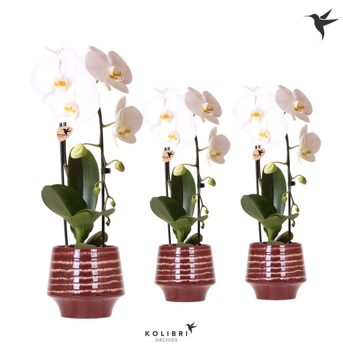 <h4>Kolibri Orchids Phalaenopsis Cascade Niagara Fall white 1 spike in Moonstone pot red</h4>