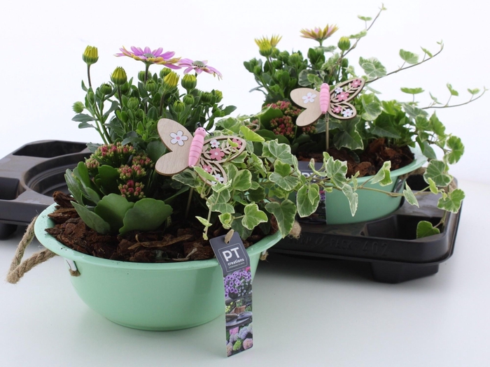 <h4>ARR TUINPLANTEN</h4>