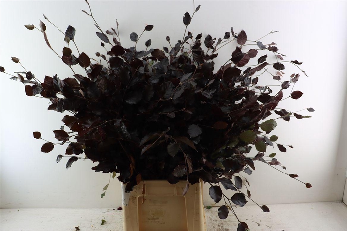<h4>Fagus Sylvatica</h4>