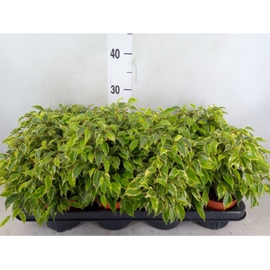 Ficus benja. 'Kinky'