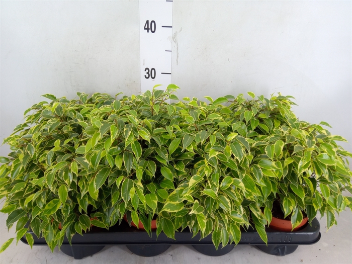 <h4>Ficus benja. 'Kinky'</h4>