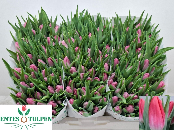 <h4>TU EN BOLROYAL PINK</h4>