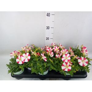 Petunia  'Amore Mio'