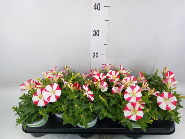 <h4>Petunia 'Amore Mio'</h4>