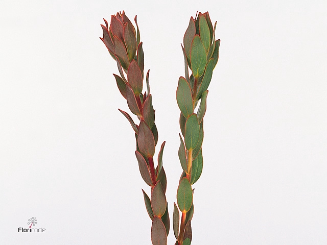 Leucad Nervosum Rainbow