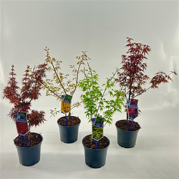 <h4>Acer palmatum mix P19 (minimum order one layer)</h4>