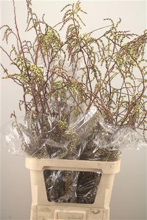 <h4>Stachyurus</h4>
