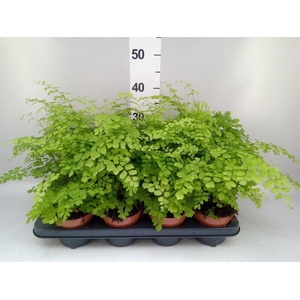 Adiantum raddi. 'Fragrans'