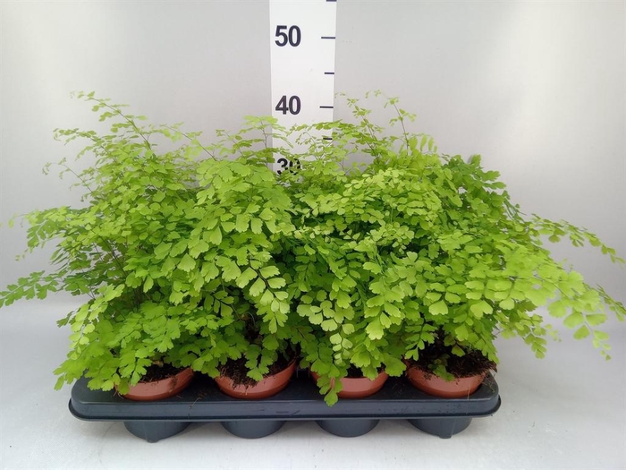 <h4>Adiantum raddi. 'Fragrans'</h4>