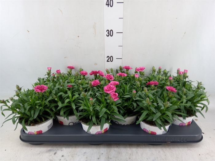 <h4>Dianthus  'Oscar Purple Wings'</h4>