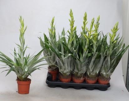 <h4>TILL OERSTEDIANA</h4>