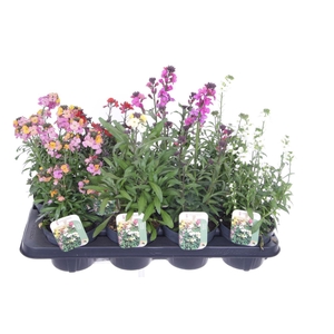 Erysimum linifolium mix