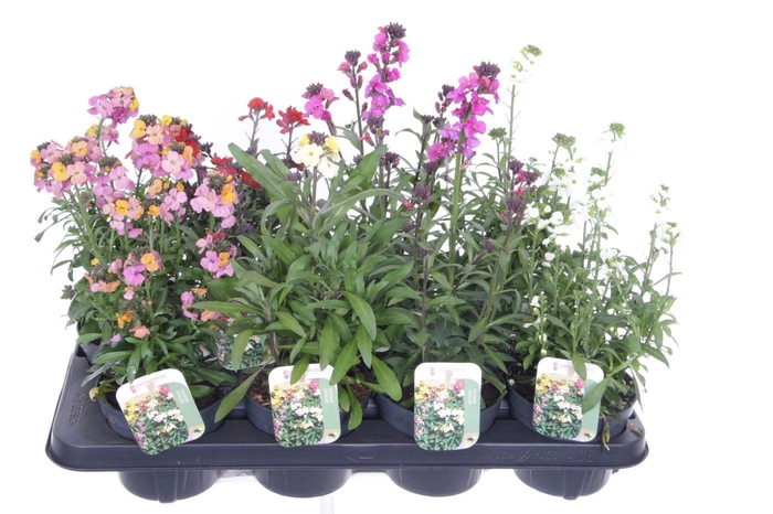 <h4>Erysimum linifolium mix</h4>