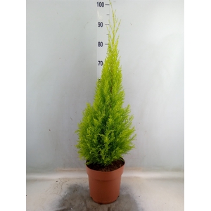 Cupressus macro. 'Goldcrest Wilma'