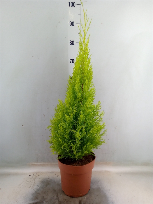 <h4>Cupressus macro. 'Goldcrest Wilma'</h4>