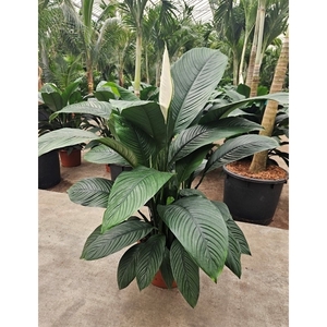 Spathiphyllum Sensation