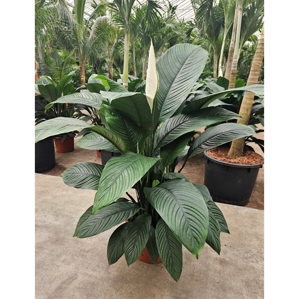 <h4>Spathiphyllum Sensation</h4>