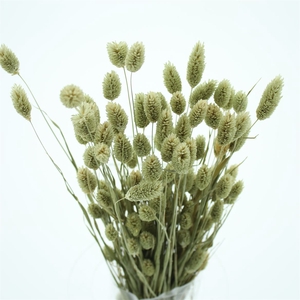 Dried Phalaris Natural Bs N L