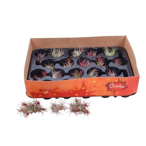 TILLANDSIA IONANTHA AIRPLANTS
