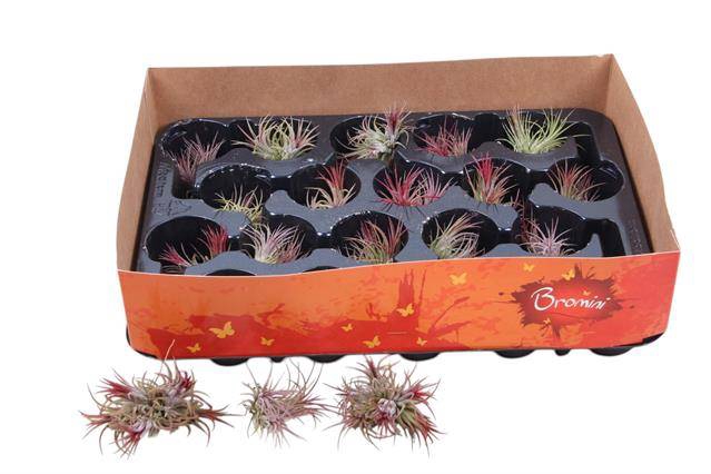 <h4>TILLANDSIA IONANTHA AIRPLANTS</h4>