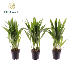 Dypsis lutescens (Areca) 7 cm