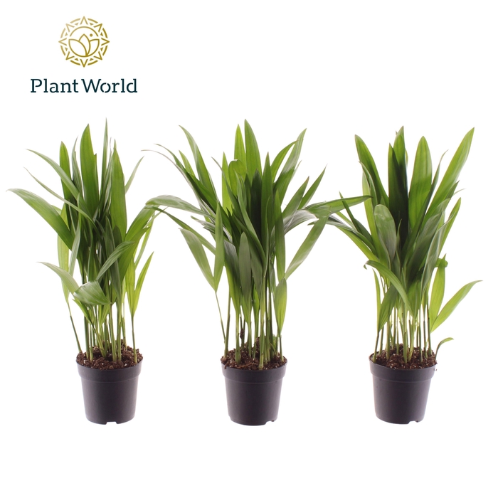 <h4>Dypsis lutescens (Areca) 7 cm</h4>