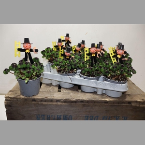 Oxalis Deppei + Schornsteinfeger