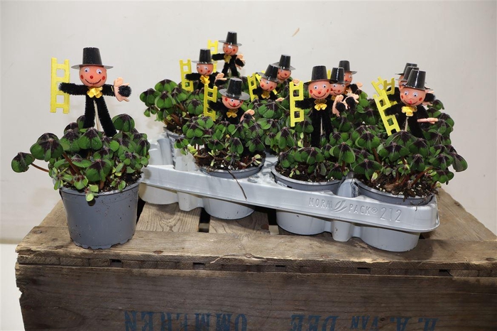 <h4>Oxalis Deppei + Schornsteinfeger</h4>