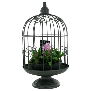 arr.. Hyacint ST7902 - Vogelkooi XL