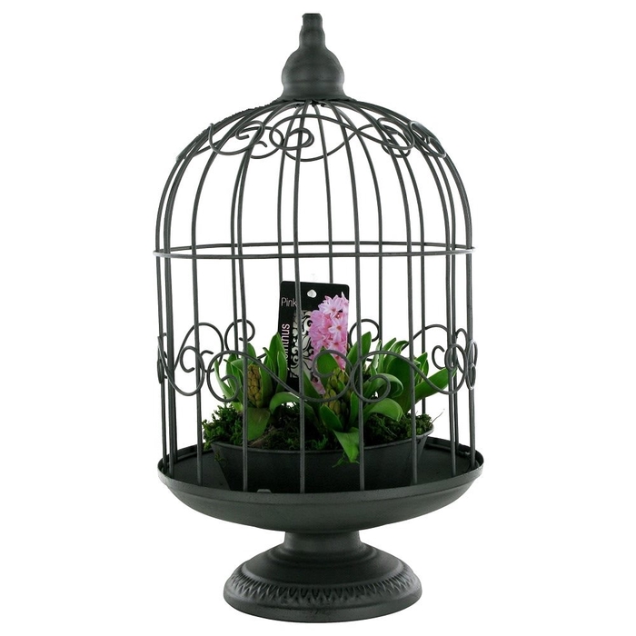 arr.. Hyacint ST7902 - Vogelkooi XL