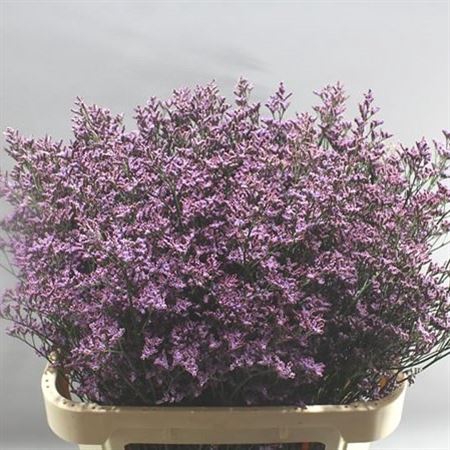 <h4># Limonium Oshi Pink ** Clearout**</h4>