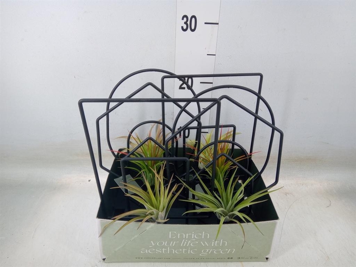 <h4>Arr. Tillandsia L%</h4>