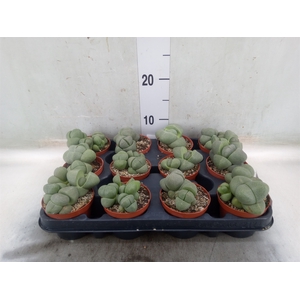 Lithops spp.