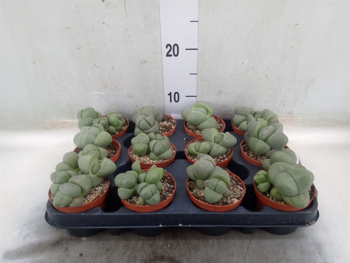 <h4>Lithops spp.</h4>