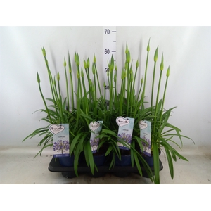 Agapanthus  'Amourette Superb'